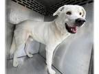 Great Pyrenees Mix DOG FOR ADOPTION RGADN-1389712 - STEPHEN - Great Pyrenees /