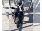 German Shepherd Dog DOG FOR ADOPTION RGADN-1389717 - Tacoma - German Shepherd