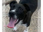 Collie Mix DOG FOR ADOPTION RGADN-1389721 - Lester - Collie / McNab / Mixed
