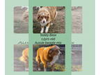 Australian Shepherd-Beagle Mix DOG FOR ADOPTION RGADN-1389722 - TEDDY BEAR -