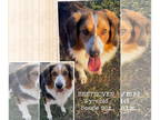 Australian Shepherd DOG FOR ADOPTION RGADN-1389725 - Beethoven - Australian