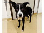 Border Collie Mix DOG FOR ADOPTION RGADN-1389726 - FLOWER - Border Collie /