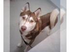 Mix DOG FOR ADOPTION RGADN-1389728 - ROCKET - Husky (medium coat) Dog For