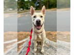 Siberian Husky Mix DOG FOR ADOPTION RGADN-1389729 - ARLO - Siberian Husky /