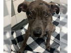 Catahoula Leopard Dog DOG FOR ADOPTION RGADN-1389731 - Pudding - Catahoula