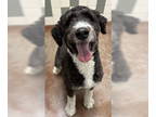 Bernese Mountain Dog DOG FOR ADOPTION RGADN-1389732 - Dexter - Bernese Mountain