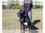 Great Dane DOG FOR ADOPTION RGADN-1389733 - Megalodon - Great Dane Dog For