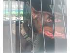 Doberman Pinscher DOG FOR ADOPTION RGADN-1389739 - SCOUT - Doberman Pinscher