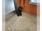 Poodle (Standard)-Siberian Husky Mix DOG FOR ADOPTION RGADN-1389742 - SHADOW -