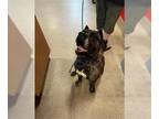 Mastiff-Presa Canario Mix DOG FOR ADOPTION RGADN-1389745 - A768538 - Presa