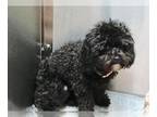 Shih Tzu Mix DOG FOR ADOPTION RGADN-1389748 - BELLA - Shih Tzu / Mixed (medium