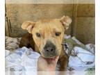 Staffordshire Bull Terrier DOG FOR ADOPTION RGADN-1389757 - LUNA - Staffordshire