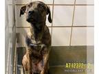 Labrador Retriever-Plott Hound Mix DOG FOR ADOPTION RGADN-1389758 - REGGIE -