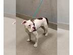 Boxer Mix DOG FOR ADOPTION RGADN-1389773 - *KEVIN - Boxer / Mixed (medium coat)