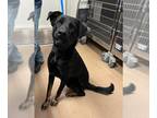 Shepradors DOG FOR ADOPTION RGADN-1389774 - SISSY - Labrador Retriever / German