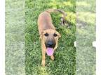 Bloodhound Mix DOG FOR ADOPTION RGADN-1389789 - Dog - Bloodhound / Mixed (medium