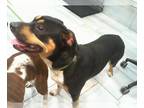 Black Mouth Cur DOG FOR ADOPTION RGADN-1389799 - LEXIE - Black Mouth Cur (medium
