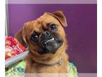 Puggle DOG FOR ADOPTION RGADN-1389801 - TAJ - Pug / Beagle / Mixed (short coat)