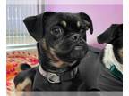 Puggle DOG FOR ADOPTION RGADN-1389802 - FATIMA - Pug / Beagle / Mixed (short