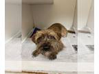Miniature Schnauzer Mix DOG FOR ADOPTION RGADN-1389811 - A038776 - Miniature
