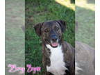 Black Mouth Cur Mix DOG FOR ADOPTION RGADN-1389821 - Brynn - Black Mouth Cur /