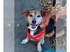 Parson Russell Terrier-Welsh Corgi Mix DOG FOR ADOPTION RGADN-1389822 - Nelson -