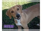 Treeing Walker Coonhound Mix DOG FOR ADOPTION RGADN-1389823 - Corby - Treeing
