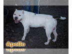 American Pit Bull Terrier DOG FOR ADOPTION RGADN-1389832 - Apollo - American Pit