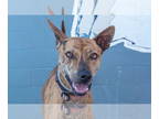 Whippet Mix DOG FOR ADOPTION RGADN-1389839 - DEVO - Whippet / Mixed (short coat)
