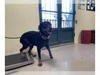 Rottweiler Mix DOG FOR ADOPTION RGADN-1389845 - CHANEL - Rottweiler / Mixed