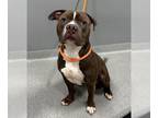 American Pit Bull Terrier DOG FOR ADOPTION RGADN-1389847 - AARON - Pit Bull