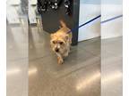 Norfolk Terrier DOG FOR ADOPTION RGADN-1389848 - MARIO - Norfolk Terrier (medium