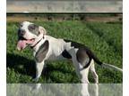 American Pit Bull Terrier DOG FOR ADOPTION RGADN-1389850 - JENSEN - Pit Bull