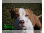Beagle Mix DOG FOR ADOPTION RGADN-1389901 - Bean - Beagle / Mixed (short coat)