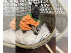 German Shepherd Dog Mix DOG FOR ADOPTION RGADN-1389902 - Augustine - Belgian