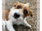 Jack Russell Terrier DOG FOR ADOPTION RGADN-1389903 - Sparrow - Jack Russell