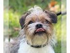 Parson Russell Terrier-Shih Tzu Mix DOG FOR ADOPTION RGADN-1389909 - Rocco -
