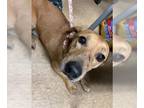 Dachshund-Labrador Retriever Mix DOG FOR ADOPTION RGADN-1389915 - HOPE -