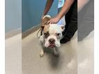 American Staffordshire Terrier Mix DOG FOR ADOPTION RGADN-1389916 - BIGGIE -