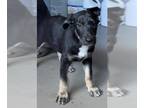 Dalmatian-German Shepherd Dog Mix DOG FOR ADOPTION RGADN-1389917 - DOPEY -