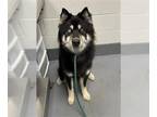 Huskies Mix DOG FOR ADOPTION RGADN-1389922 - VADER - Husky / Mixed (medium coat)
