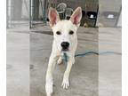 German Shepherd Dog-Huskies Mix DOG FOR ADOPTION RGADN-1389923 - LYNX - German