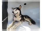Huskies Mix DOG FOR ADOPTION RGADN-1389933 - MUFASA - Husky / Mixed (medium