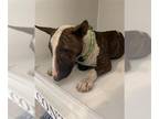 Bull Terrier DOG FOR ADOPTION RGADN-1389937 - A628309 - Bull Terrier (short