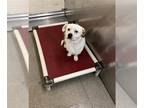 Tibetan Spaniel Mix DOG FOR ADOPTION RGADN-1389940 - SPUD - Tibetan Spaniel /