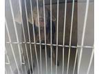 Labmaraner DOG FOR ADOPTION RGADN-1389943 - A442816 - Weimaraner / Labrador