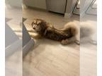 Mix DOG FOR ADOPTION RGADN-1389947 - HARRY - Husky (medium coat) Dog For