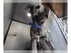 Mastiff Mix DOG FOR ADOPTION RGADN-1389950 - HERALD - Mastiff / Mixed (medium
