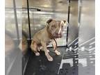 Mastiff Mix DOG FOR ADOPTION RGADN-1389953 - ELIZABETH - Mastiff / Mixed (medium