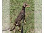 Welsh Terrier DOG FOR ADOPTION RGADN-1389972 - A347851 - Welsh Terrier (medium